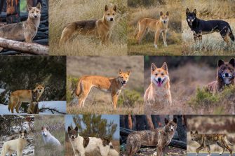 A selection of photographs of wild dingoes