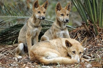 group of dingoes