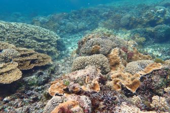 A coral reef with disease