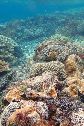 A coral reef with disease