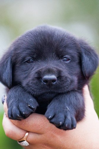 a cute labrador puppy