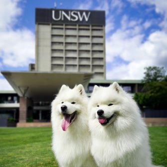 Two large white dogs sat on the lawn in front of the UNSW library building