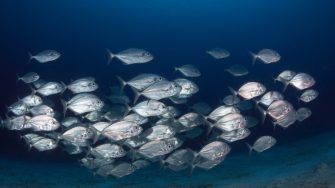 According to the new study, every fish only interacts with one other fish at any given time – either spontaneously changing direction, or copying the direction of another fish