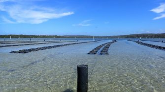 An aquaculture project led by the UNSW Water Research Laboratory (WRL) is one of 23 projects to receive funding from the The Australian and NSW Governments to support recovery and resilience-building in primary industry sectors impacted by the February and March 2021 storm and flood events.