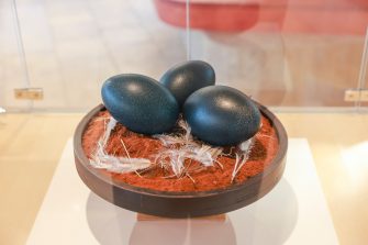 Installation view, Dhinawan Walaay recreates an emu nest on Yuwaalaraay Country. Photo by Katherine Griffiths.