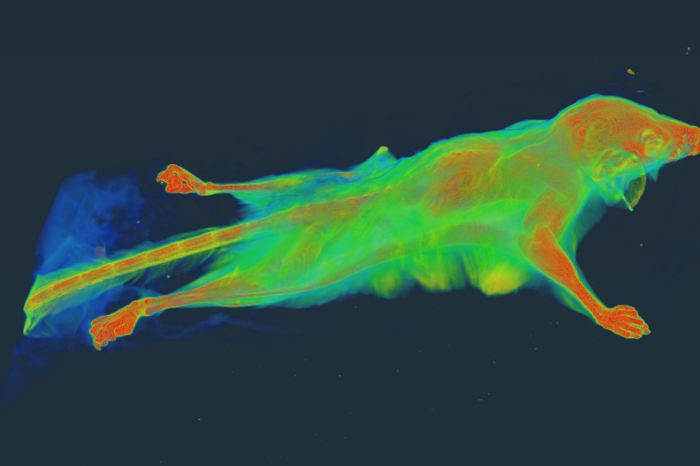 X-ray image of a sugar glider showing colourful layers and densities of its body
