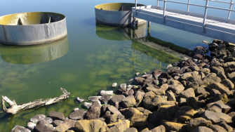 Image of alge on rocks in wasterwater pond