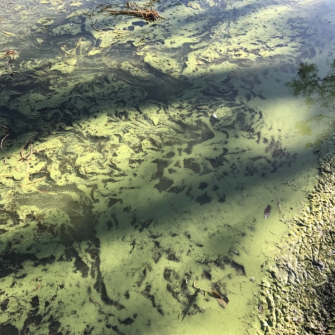 Image of algal blooms in Australian waterways
