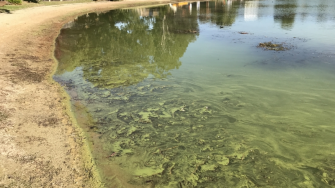 Image of algal bloom affecting Australian water