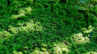 Azolla fern