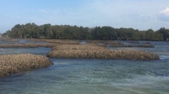 Oyster reefs