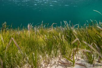 The role of below-ground microbes in mediating seagrass response to climate change