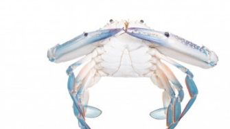 Blue crab (Flower crab, Blue swimmer crab, or Sand crab) isolated on white background
