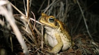 Cane toad