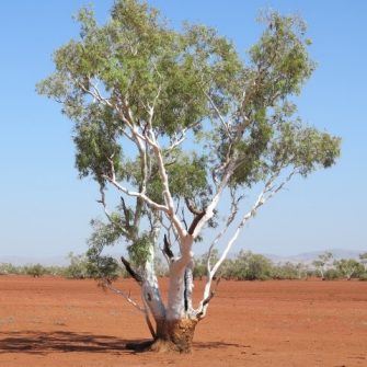 Tree in the Pilbara