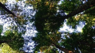 Low angle photography of tall tree canopy taken from the ground