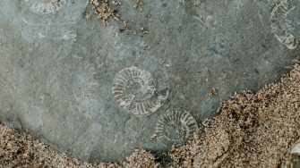 Fossils in rock half covered by sand