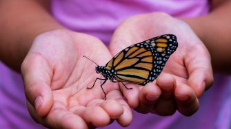 Black and orange butterfly being held by a person in a purple shirt