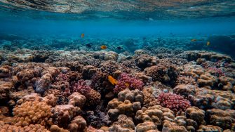 Corals and yellow fish under water