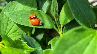 Red and black ladybugs on green leaf