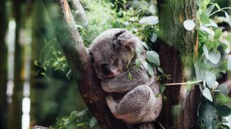 Koala asleep in a tree fork