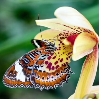 Orange Lacewing butterfly and an orchid flower (Cymbidium cultivar?) at Conservatory in the Cairns Botanic Gardens
