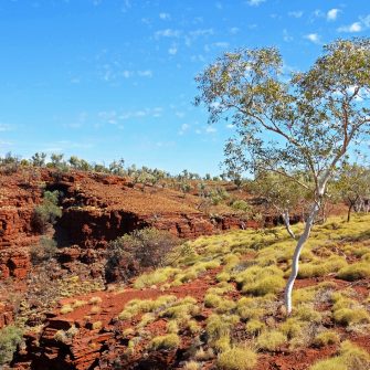 Green tree and red rocky ground at Karijini, Australia