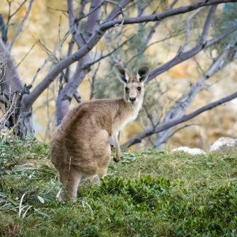 Grey kangaroo at Stradbroke Island, Australia