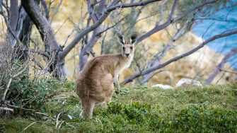 Grey kangaroo at Stradbroke Island, Australia
