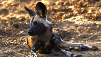 One of a pack of African Painted Dog, or Painted Wolf, or African Wild Dog
