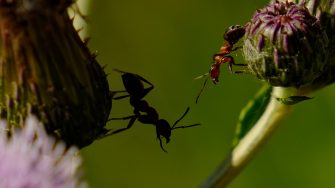 Ant mutualisms