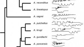 Species recognition