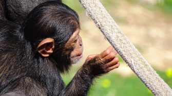 Baby chimpanzee exploring the World.