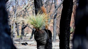 Close up of green shoots in burned tree