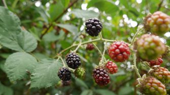 Close up of blackberries