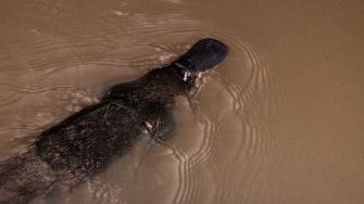 Platypus in water