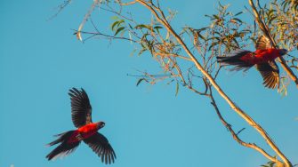 Two red parrots flying overhead