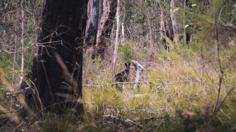 Small wallaby mostly obscured by grass and dry bushland