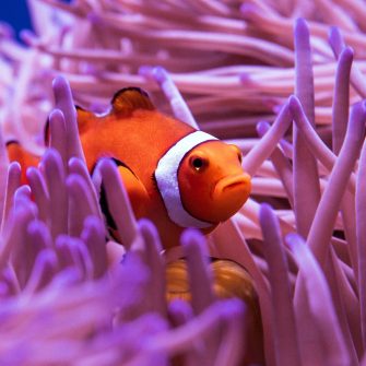 Clown fish swimming in coral