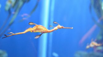 Image of seahorse swimming