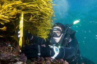 Adriana Verges measures crayweed height with a ruler while scuba diving