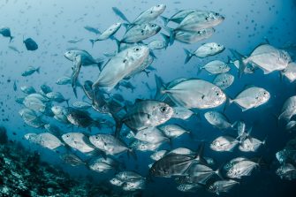 Silver fishes underwater in the Maldives