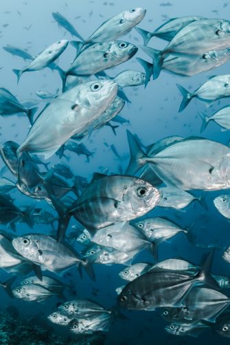 Silver fishes underwater in the Maldives
