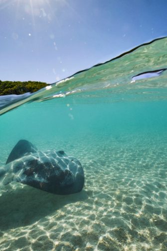 Bleached coral on the Great Barrier Reef outside Cairns Australia during a mass bleaching event, thought to have been caused by heat stress due to warmer water temperatures as a result of global climate change.