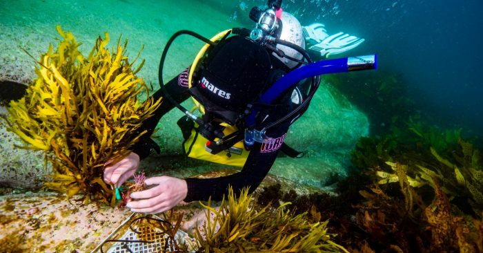 Operation Crayweed — Restoring Sydney's Lost Underwater Kelp Forests