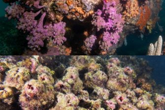 2026-06-cmsi-honours-projects_coral.jpg