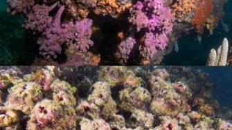 2026-06-cmsi-honours-projects_coral.jpg