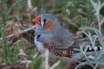 Singing and breeding behaviour of wild zebra finches