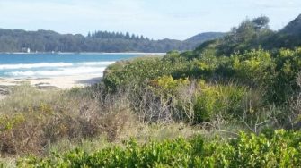 sand dune plant and ocean