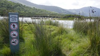 Wetlands